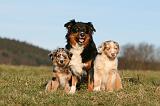 BERGER AUSTRALIEN - ADULT & PUPPY 128